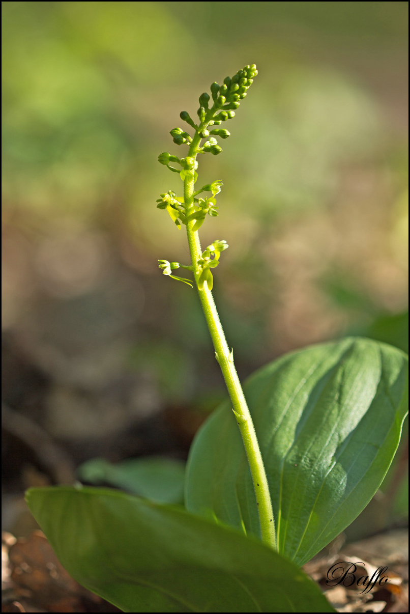 Listera ovata (L.) R.Br. In W.T. Aiton